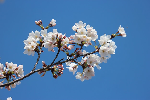 Japanese white cherry blossoms Sakura flowers branch on blue sky background.