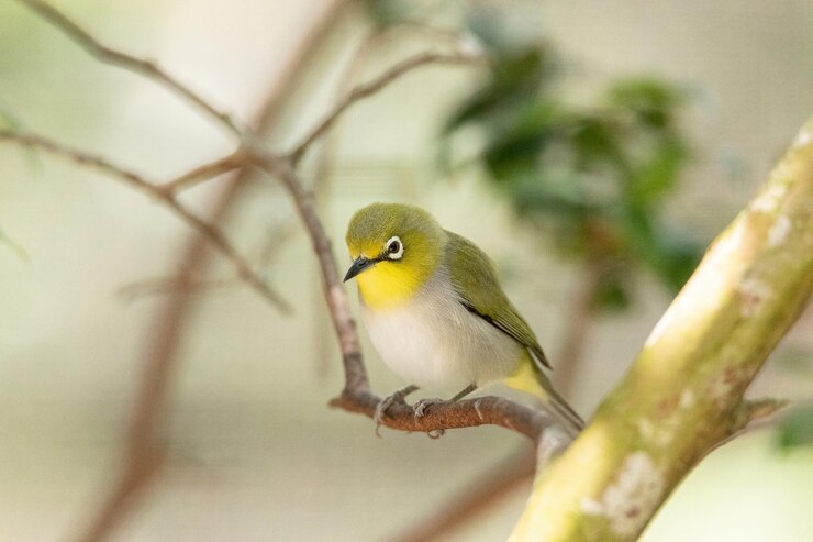 Photo ゾステロプス・ジャポニクス (zosterops japonicus) は日本に生息する白い眼を持つ動物です