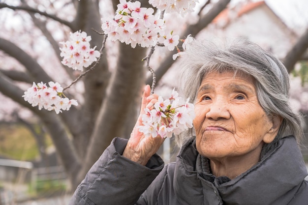 Japanese women over 90 years old and cherry blossoms