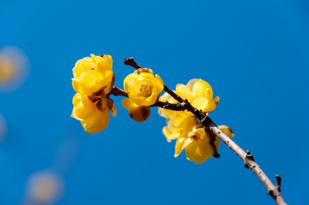 Japanese yellow flower illuminated by sunlight contrasting with a deep vivid blue sky