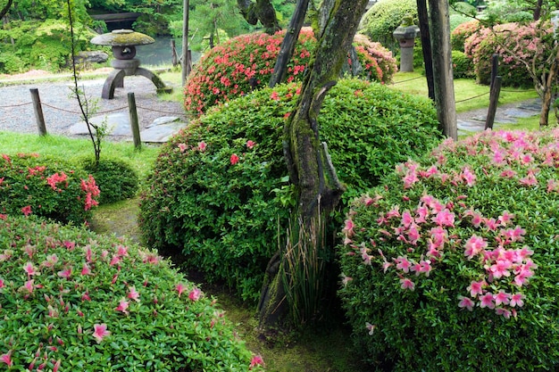 Japanese Zen garden with blossom azalea bushes by summer