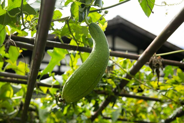 Photo japanese zucchini hanging in an organic garden in magome japan