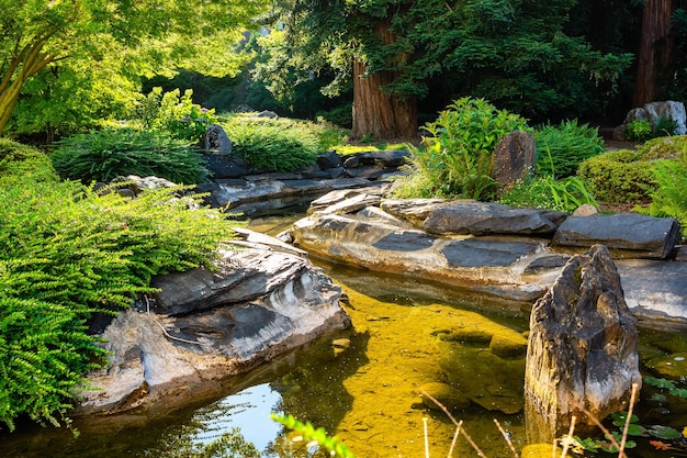 Japanesestyle garden with plants and trees golden by the morning sunlight