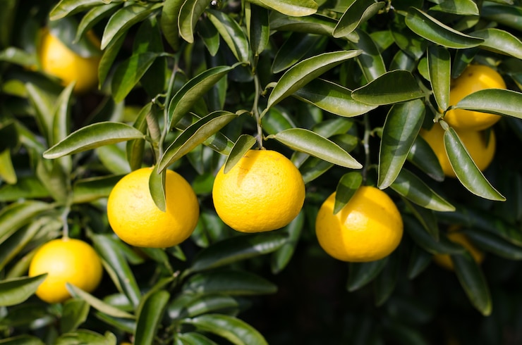 Foto japans oranje
