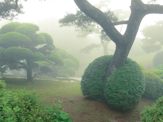 Japans park in de zomer