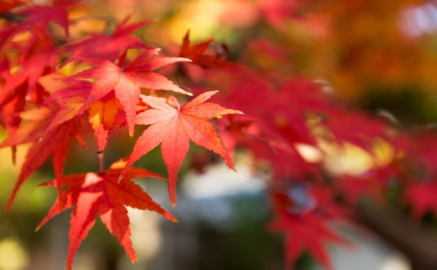 Japans rood esdoornblad