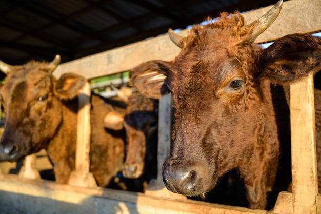 Japans Wagyu-vee in Thailand fokken van gemengd ras Wagyu-vee in een landelijk boerderijconcept Hoeden of boer die Wagyu-runderen fokken in een industriële boerderij in een koeienstal