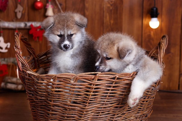 Japanse Akitainu akita inu hond puppy's