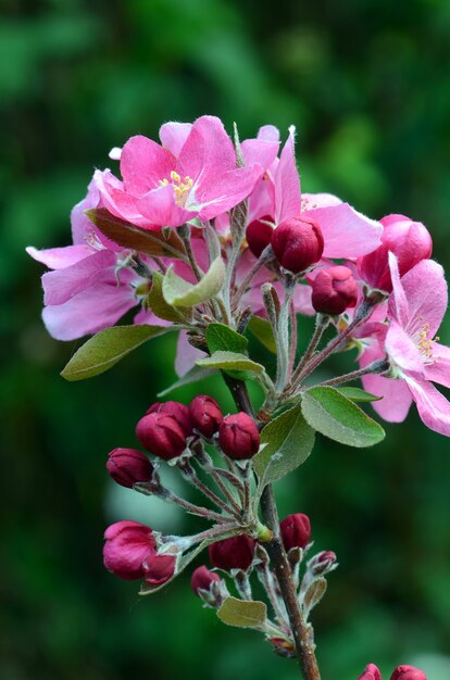 Japanse crabapple bloemen (malus floribunda)