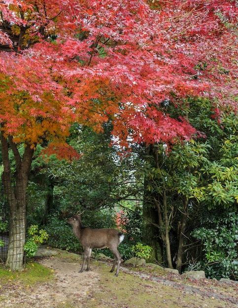 Japanse esdoorn herfst kleuren bladeren met herten