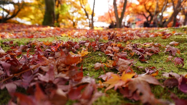 Japanse esdoorn herfstbladeren tuin