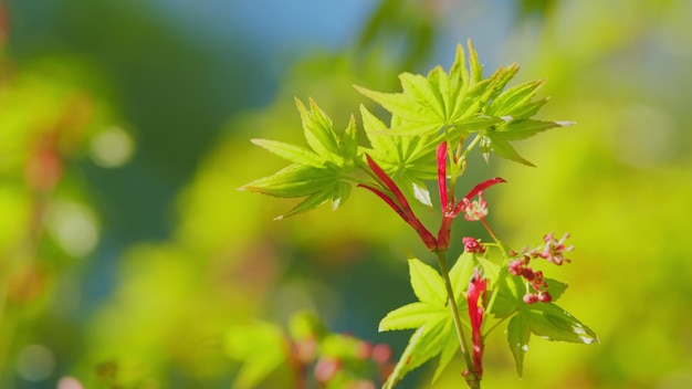 Japanse esdoorn Latijnse naam acer palmatum Nieuwe groene bladeren van acer palmetum van dichtbij