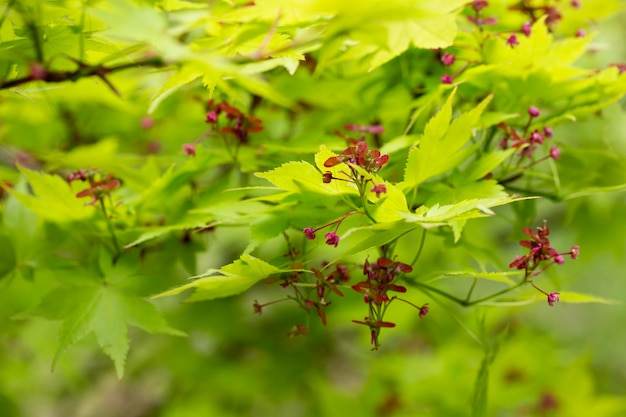 Japanse esdoornbloemen Nadat de bloemen in het voorjaar bloeien, hechten ze zich aan propellervormige samara en zweven ze in de wind en vallen op de grond om te ontkiemen