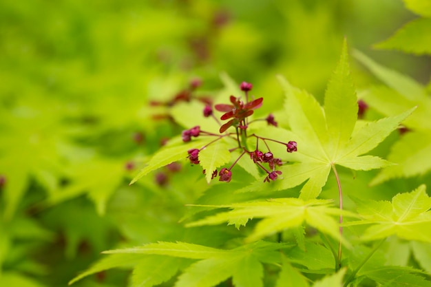 Japanse esdoornbloemen Nadat de bloemen in het voorjaar bloeien, hechten ze zich aan propellervormige samara en zweven ze in de wind en vallen op de grond om te ontkiemen