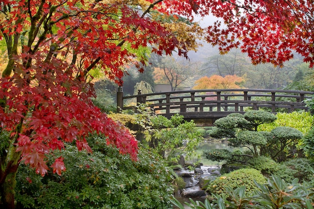 Foto japanse esdoornbomen door de brug in de herfst