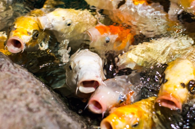 Japanse grappige buitensporige koikarpervissen die om voedsel vragen
