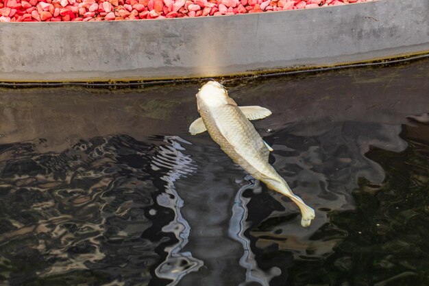 Japanse karper in het donkere water