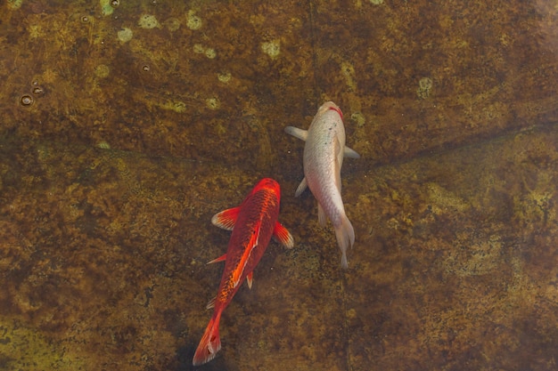 Japanse karper in het donkere water