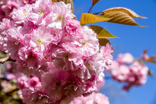 Japanse kersenbloesem in de lente Close-up weergave