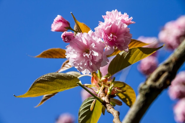 Japanse kersenbloesem in de lente Close-up weergave