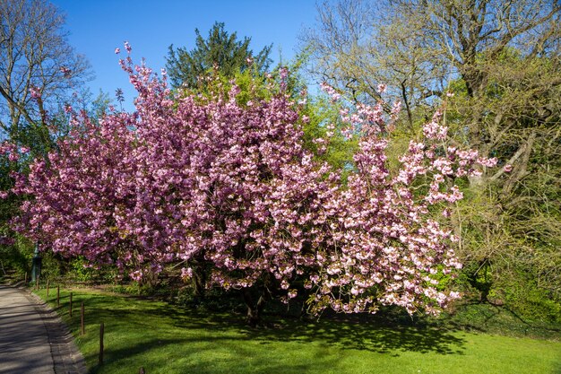 Japanse kersenbloesem in de lente