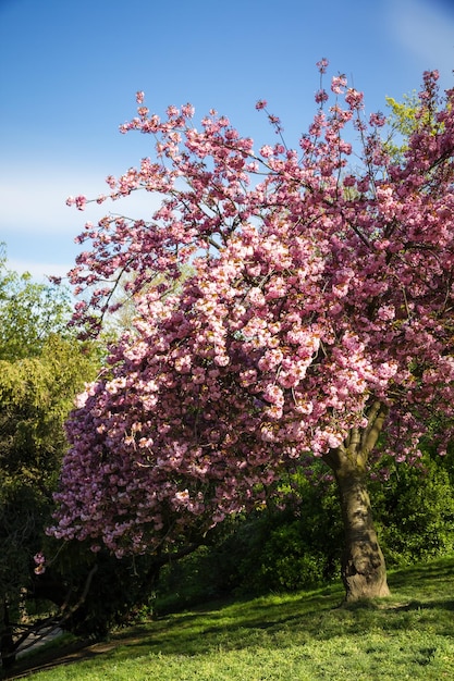 Japanse kersenbloesem in de lente