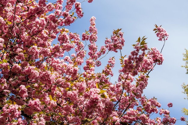 Japanse kersenbloesemtak in het voorjaar