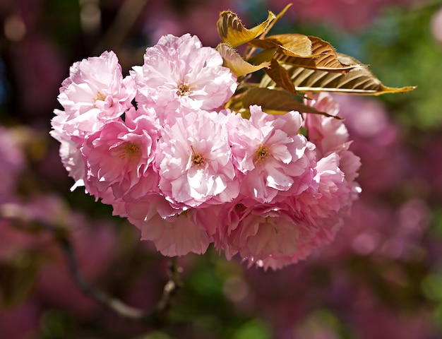 Japanse kersenboom bloesem