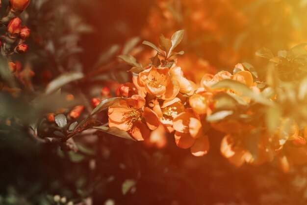 Japanse kweepeer chaenomeles bloemen rood roze bloemen in volle bloei op kweepeer boom met groene bladeren in tuin fruit voedsel plant tuinbouw en homesteading donkere authenticiteit landschap flare