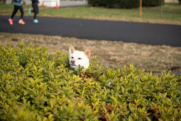 Japanse lachende Shiba Inu-hond Geïnteresseerde shiba inu-hond