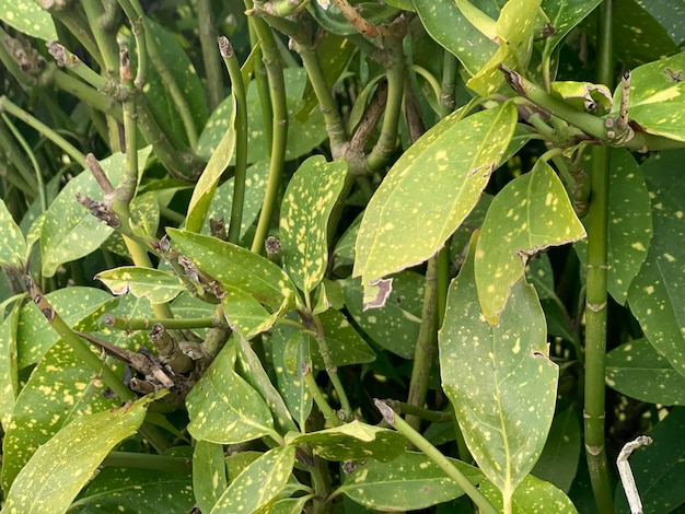 Japanse laurier aucuba japonica gevlekte laurier goudstofplant Japanse aucuba