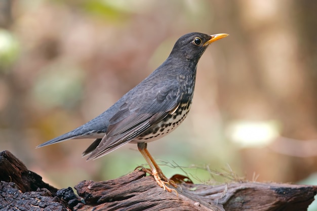 Japanse Lijster Turdus cardis Mooie Mannelijke Vogels van Thailand