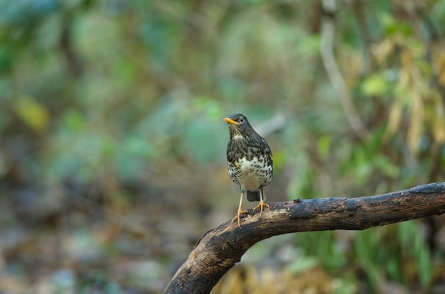 Japanse lijsters (Turdus-cardis) vogel