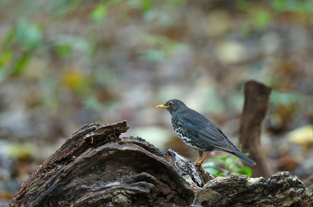 Japanse lijsters (Turdus-cardis) vogel