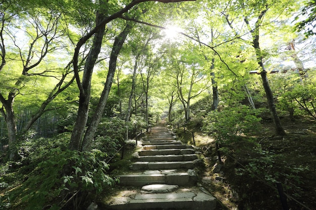 Japanse loopbrug in groene tuinbomen