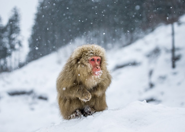 Japanse makaak zit in de sneeuw