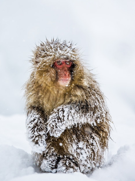 Japanse makaak zit in de sneeuw