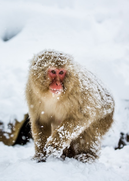 Japanse makaak zit in de sneeuw