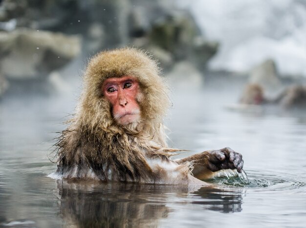 Japanse makaak zit in water in een hete lente