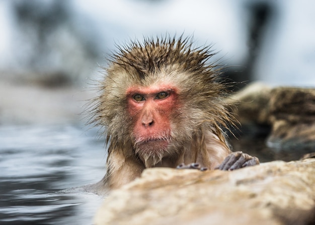 Japanse makaak zit in water in een hete lente