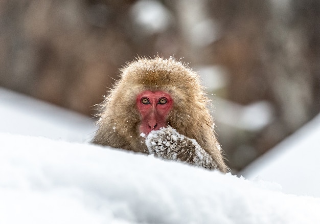 Japanse makaakzitting in de sneeuw