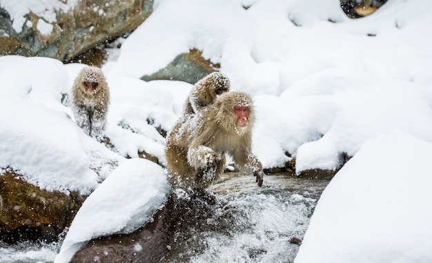 Japanse makaken springen door een kleine rivier