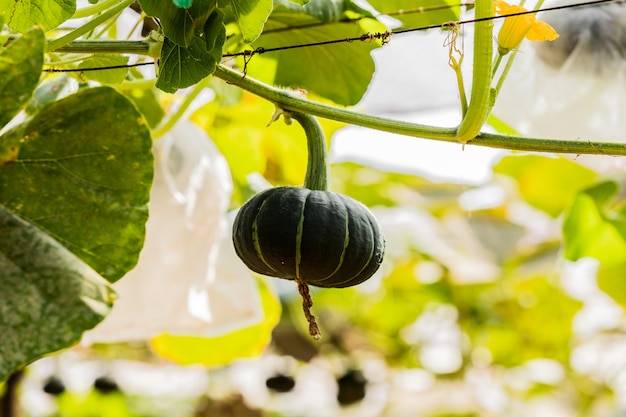 Japanse pompoenen die in organisch plantaardig landbouwbedrijf groeien.