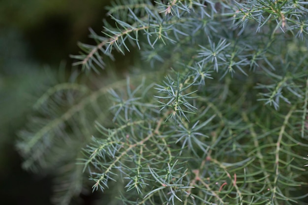 Japanse rode ceder of Cryptomeria japonica selectieve focus