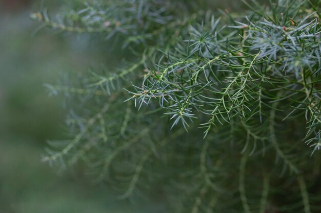 Japanse rode ceder of cryptomeria japonica