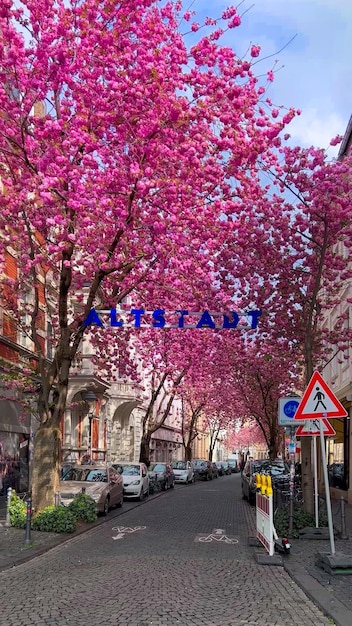 Japanse roze kersenbloesems in de straten van Bonn Duitsland 20 april 2023