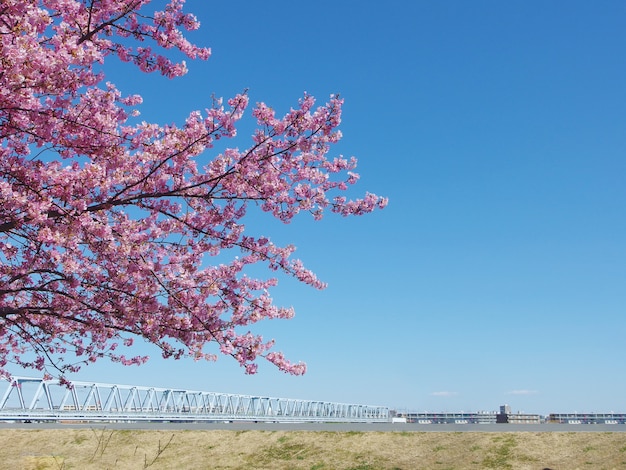 Japanse Sakura, de volledig bloeiende roze kers komt boom en blauwe hemel op lentetijd tot bloei.