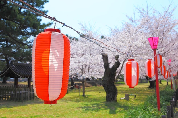 Japanse sakura en lantaarn