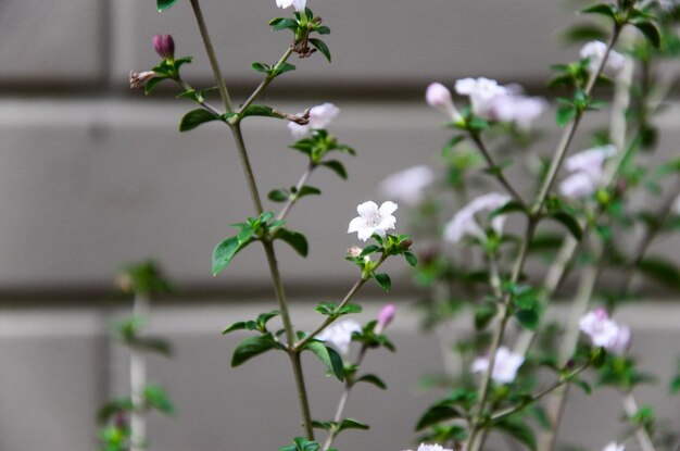 Japanse Serissa in de tuin