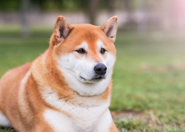 Japanse Shiba Inu-hond gelukkig in het parkclose-up